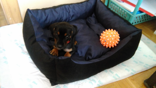 Feluś, czyli jak potrafi zmienić nasze życie adoptowany pies