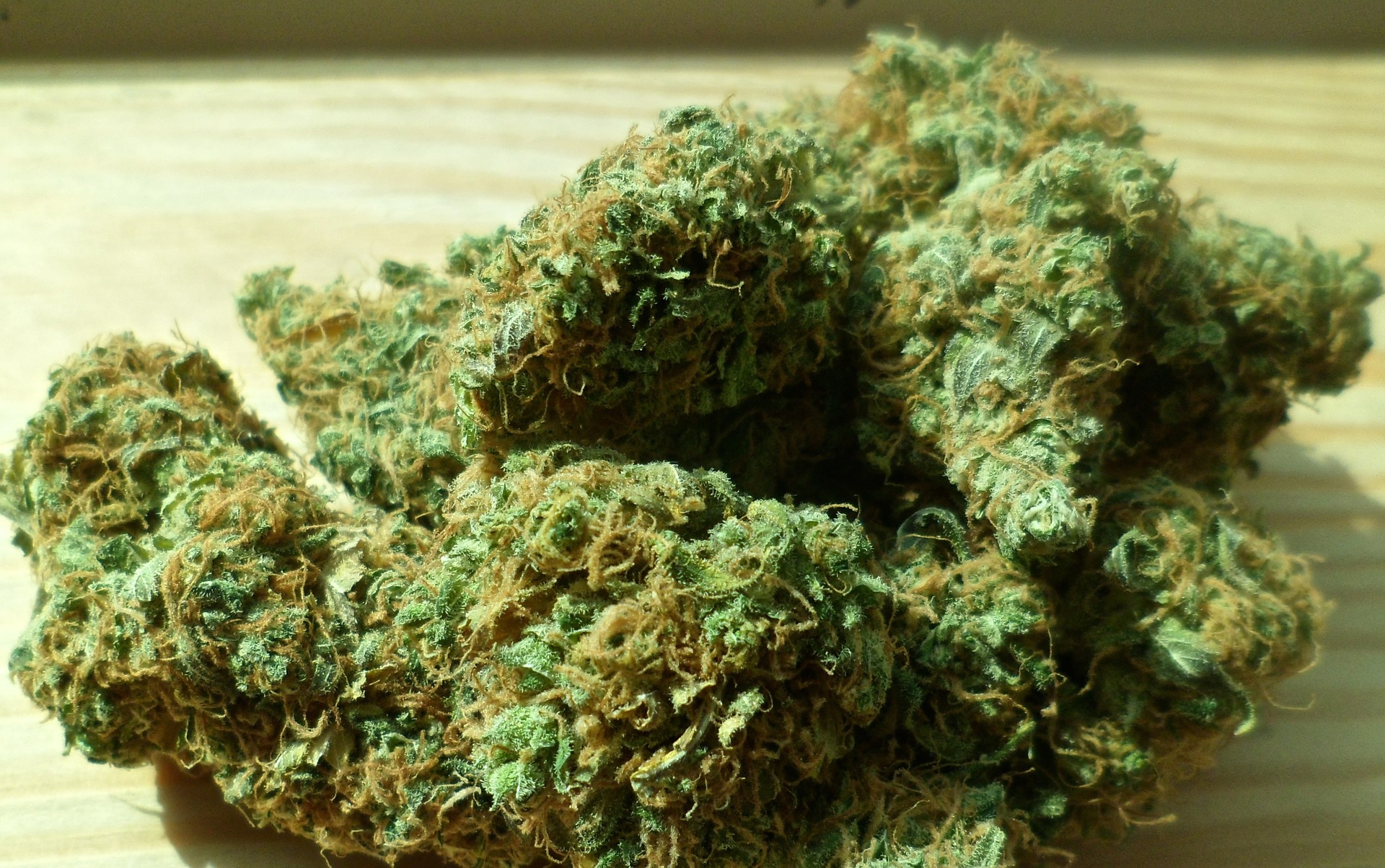 Czy kannabidiol okaże się skuteczny w leczeniu następstw urazów głowy?