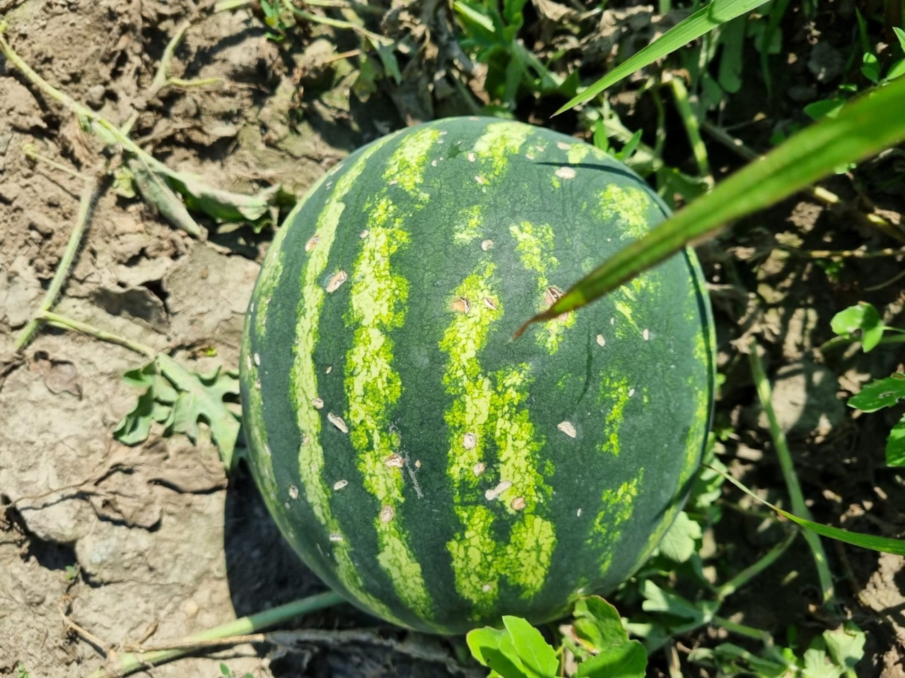 Nie marnujmy żywności! Od 26.08 Ryneczek Lidla oferuje niedoskonałe arbuzy